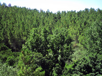 Mina María Luisa. La Nava. Huelva