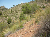 Grupo Minero la Pastora. Paraje de Prado Piñero. Sierra de los Donceles, Hellín