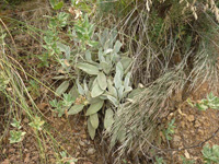 Grupo Minero la Pastora. Paraje de Prado Piñero. Sierra de los Donceles, Hellín