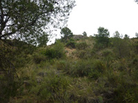 Grupo Minero la Pastora. Paraje de Prado Piñero. Sierra de los Donceles, Hellín