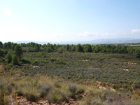 Rambla de los Rincones. Caudete. Albacete