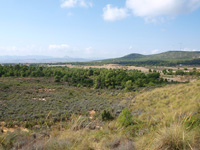 Rambla de los Rincones. Caudete. Albacete