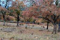 Minas de El Horcajo, El Horcajo, Almodóvar del Campo, Comarca Campo de Calatrava, Ciudad Real