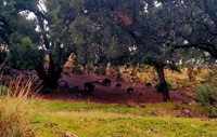 Minas de El Horcajo, El Horcajo, Almodóvar del Campo, Comarca Campo de Calatrava, Ciudad Real