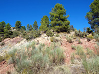 Rambla de la Escarabehuela, Enguídanos, Cuenca   