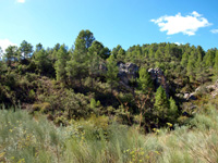 Rambla de la Escarabehuela, Enguídanos, Cuenca  