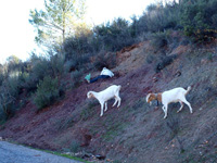 Rambla de la Escarabehuela, Enguídanos, Cuenca   