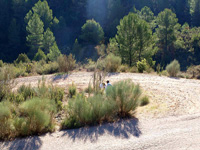 Rambla de la Escarabehuela, Enguídanos, Cuenca. 