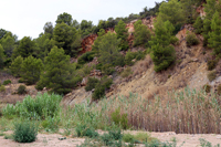 Explotación de Arcilla. Cami de les Mines. Oliva. . Valencia