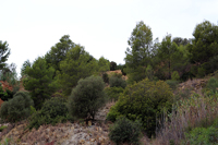 Explotación de Arcilla. Cami de les Mines. Oliva. . Valencia