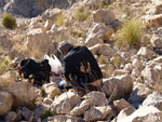 Explotación de Áridos de Holcin. Busot. Alicante 