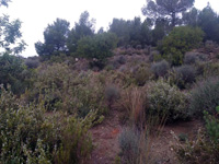 Yacimiento de Doleritas. Altura, Castellón 