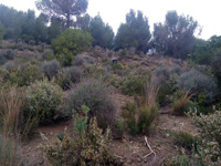 Yacimiento de Doleritas. Altura, Castellón 