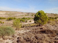 Cerro La Tarta, Rivas-Vaciamadrid, Comarca Área metropolitana de Madrid, Comunidad de Madrid