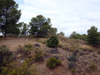 Paraje la Javalina.  Cehegín. Murcia