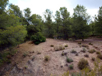 Paraje la Javalina.  Cehegín. Murcia