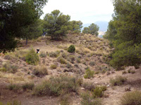 Paraje la Javalina.  Cehegín. Murcia