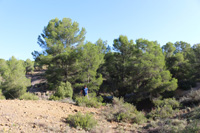 Paraje la Javalina.  Cehegín. Murcia