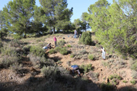 Paraje la Javalina.  Cehegín. Murcia