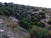 Concesión Despreciada. Sierra Gorda. Vista Alegre. Cartagena. Murcia