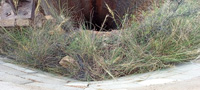 Mina Permuta (Obdulia), Cabezo del Laberinto, Rambla del Avenque, Sierra Minera Cartagena la Unión