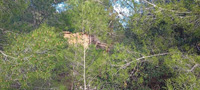 Mina Santo Tomás. Peña del Águila. SIerra minera de Cartagena la Unión