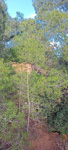 Mina Santo Tomás. Peña del Águila. SIerra minera de Cartagena la Unión