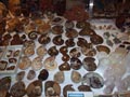 IV Feria de Minerales de Oliva. Stand Fósiles del Atlas