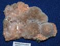 Minerales Monteluz. Ejemplares XX Mesa de Minerales de Monteluz. EL Padul. Granada. 6 diciembre 2015