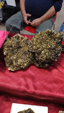  Brescia Mineral Show