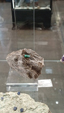 Brescia Mineral Show