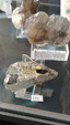 Brescia Mineral Show