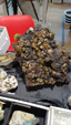 Brescia Mineral Show