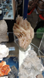 Brescia Mineral Show