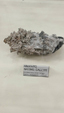 Brescia Mineral Show