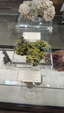 Brescia Mineral Show