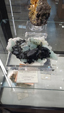 Brescia Mineral Show