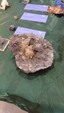 Brescia Mineral Show