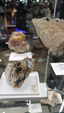 Brescia Mineral Show