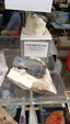 Brescia Mineral Show
