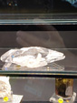 60 Editión Mineral & Gem. Saintie Marie Aux Mines. Alsace.. France