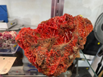 61 Editión Mineral & Gem. Saintie Marie Aux Mines. Alsace. France
