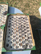  4ème bourse vente-échange minéraux et fossiles de Trébas-Villeneuve (Tarn) 