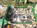  4ème bourse vente-échange minéraux et fossiles de Trébas-Villeneuve (Tarn) 