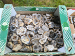  4ème bourse vente-échange minéraux et fossiles de Trébas-Villeneuve (Tarn) 