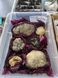     4ème bourse vente-échange minéraux et fossiles de Trébas-Villeneuve (Tarn)