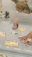 55º Torino Euromineral Expo