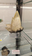 55º Torino Euromineral Expo