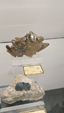  55º Torino Euromineral Expo