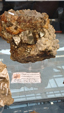  55º Torino Euromineral Expo